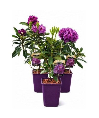 Rhododendron (Azalee) Catawbiense Grandiflorum 6‑Liter‑Container