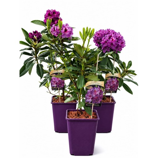 Rhododendron (Azalee) Catawbiense Grandiflorum 6‑Liter‑Container