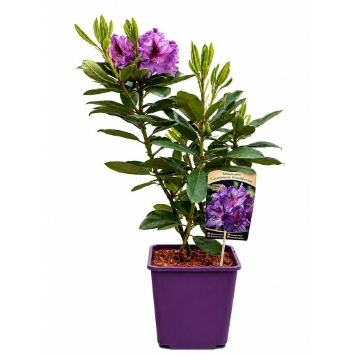 Rhododendron (Azalee) Catawbiense Grandiflorum 6‑Liter‑Container