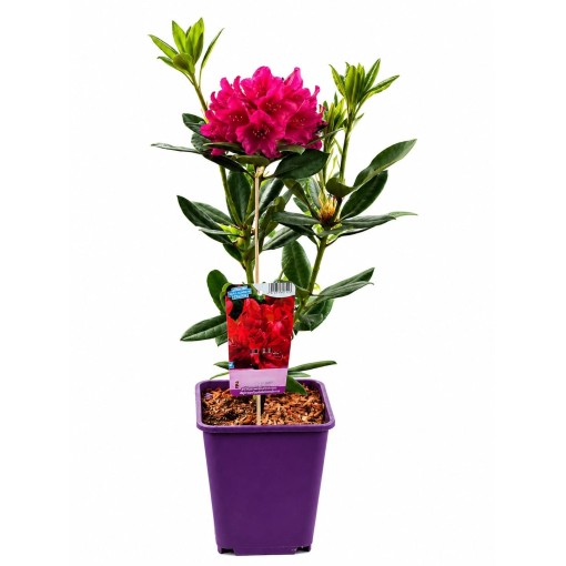 Rhododendron (Azalee) Prinz Karneval 6‑Liter‑Container