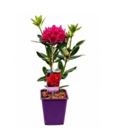 Rhododendron (Azalee) Prinz Karneval 6‑Liter‑Container