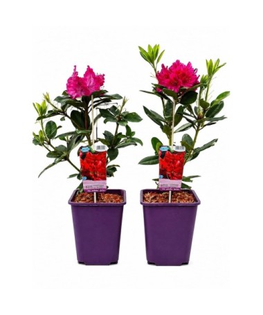 Rhododendron (Azalee) Prinz Karneval 6‑Liter‑Container