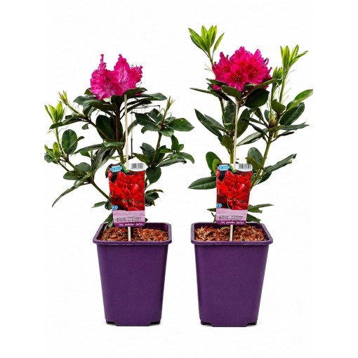 Rhododendron (Azalee) Prinz Karneval 6‑Liter‑Container
