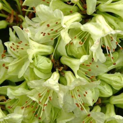Rhododendron (Azalee) Shamrock Topf, 2L