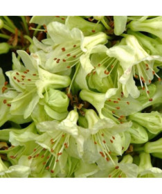 Rhododendron (Azalee) Shamrock Topf, 2L