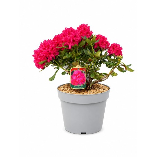 Rhododendron (Azalee)  Nova Zembla Topf, C5