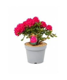 Rhododendron (Azalee)  Nova Zembla Topf, C5