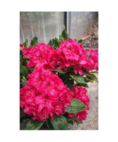 Rhododendron (Azalee)  Nova Zembla Topf, C5