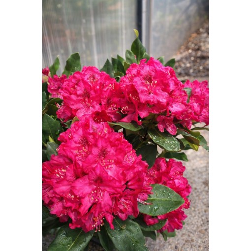 Rhododendron (Azalee)  Nova Zembla Topf, C5