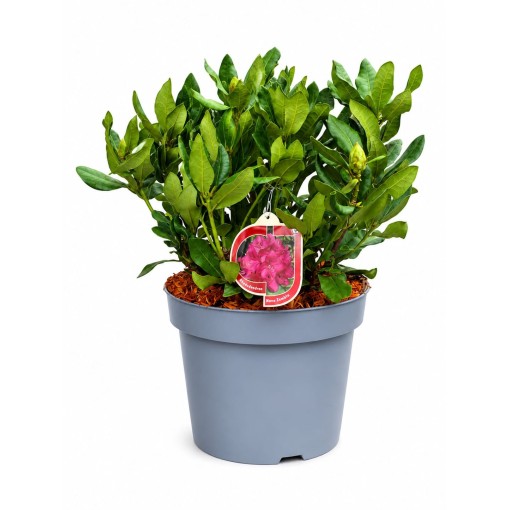 Rhododendron (Azalee)  Nova Zembla Topf, C5