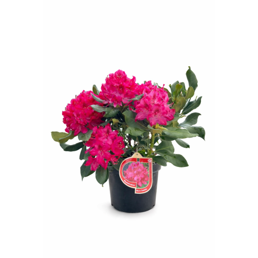 Rhododendron (Azalee)  Nova Zembla Topf, C5