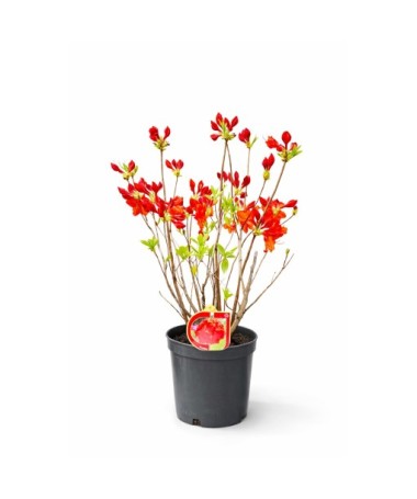 Rhododendron (Azalee) Feuerwerk  Topf, C5