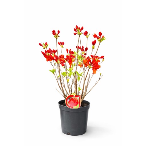 Rhododendron (Azalee) Feuerwerk  Topf, C5