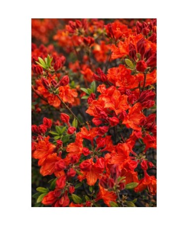 Rhododendron (Azalee) Feuerwerk  Topf, C5