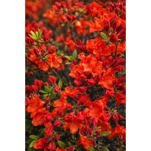 Rhododendron (Azalee) Feuerwerk  Topf, C5