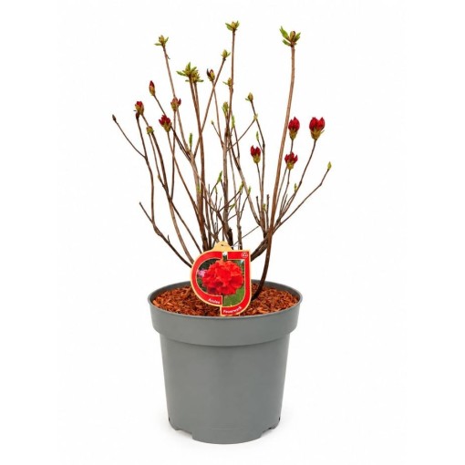 Rhododendron (Azalee) Feuerwerk  Topf, C5