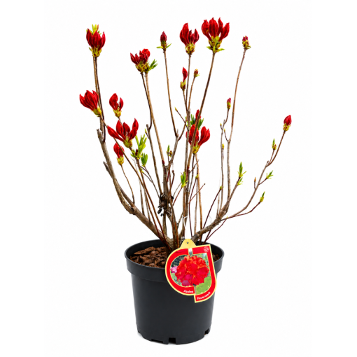 Rhododendron (Azalee) Feuerwerk  Topf, C5