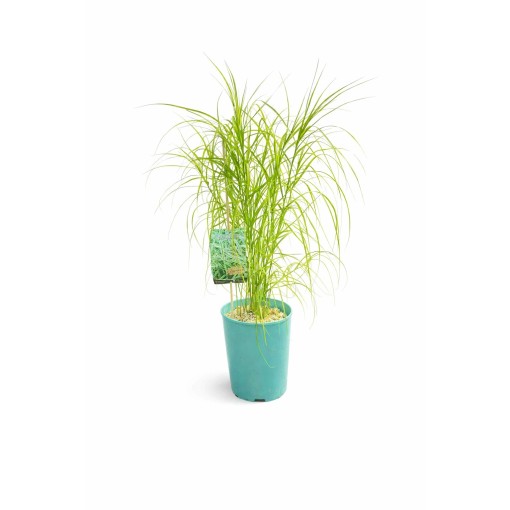 Palmsegge ‘Variegata’ C4