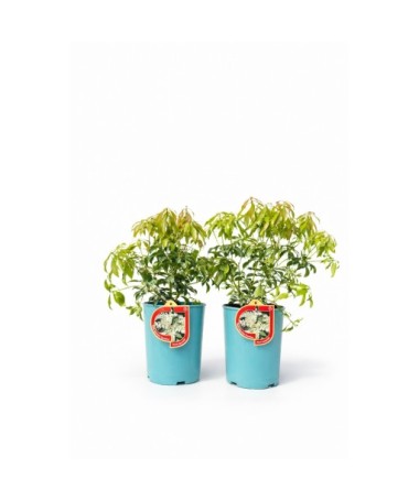 Japanische Lavendelheide ‘Carnaval’ C2,5L