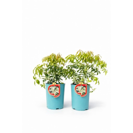 Japanische Lavendelheide ‘Carnaval’ C2,5L