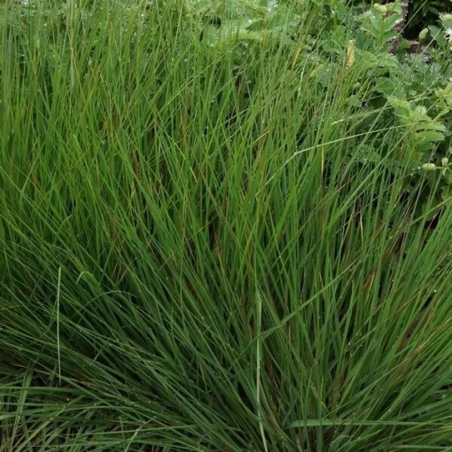 Blau-Schwingel 'Moorhexe' Topf, 4L