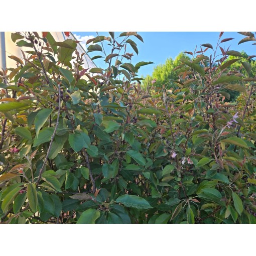 Zierapfel ‘Makowiecki’ C6