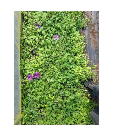 Clematis-Mix P9/C1