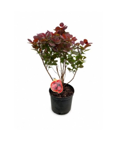 Perückenstrauch ‘Royal Purple’ C5