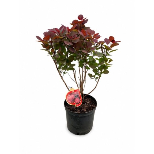 Perückenstrauch ‘Royal Purple’ C5