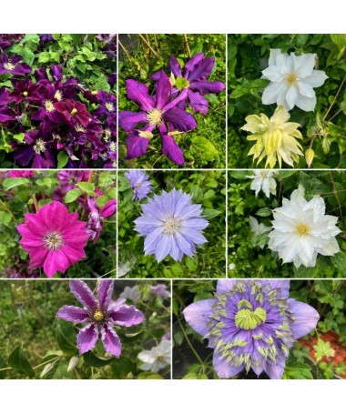 Clematis Mix C4