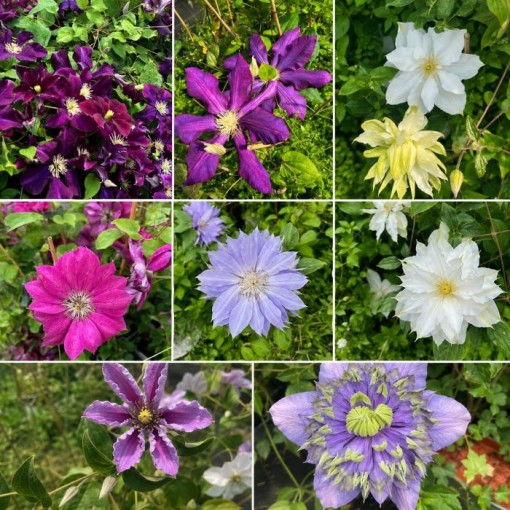 Clematis Mix C4