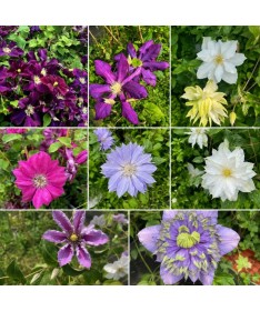 Clematis Mix C4