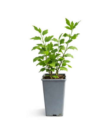 Syrischer Hibiskus ‘Hamabo’ C2