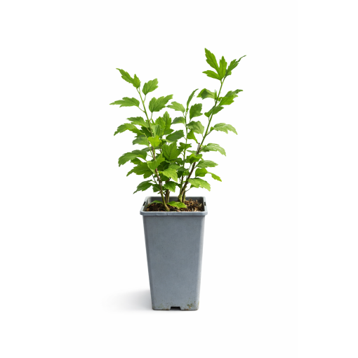 Syrischer Hibiskus ‘Hamabo’ C2