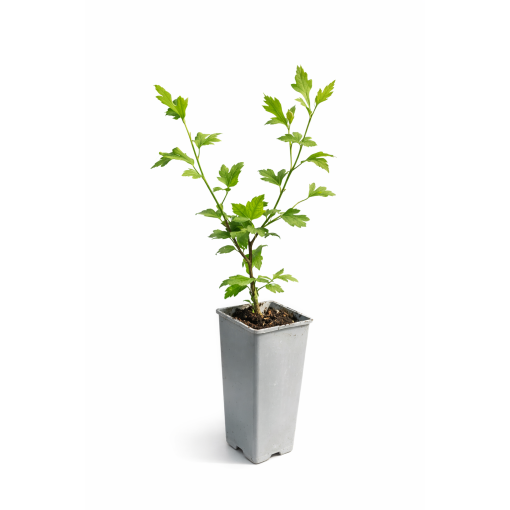 Syrischer Hibiskus ‘Mathilde’ C2
