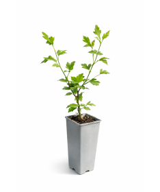 Syrischer Hibiskus ‘Mathilde’ C2