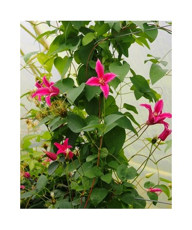Clematis 'Princess Diana' P9/C1