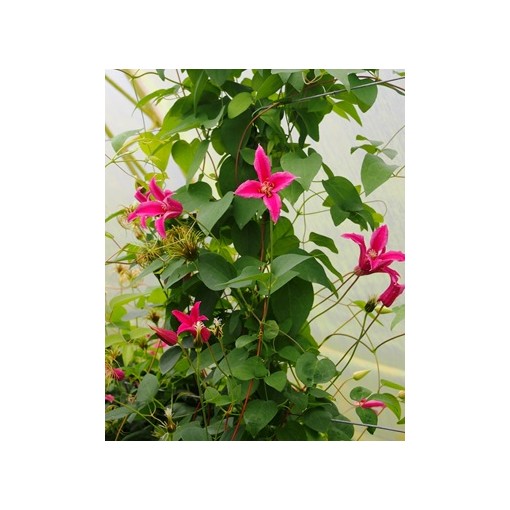 Clematis 'Princess Diana' P9/C1