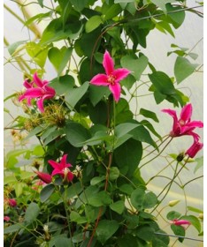 Clematis 'Princess Diana' P9/C1