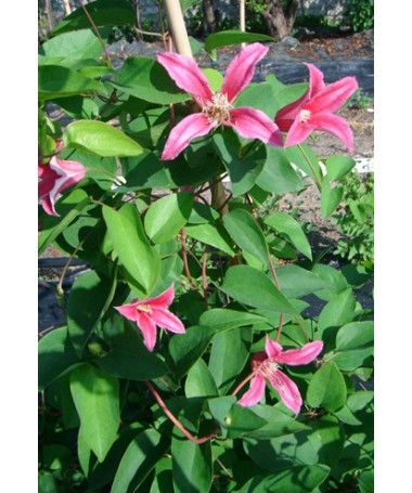 Clematis 'Princess Diana' P9/C1
