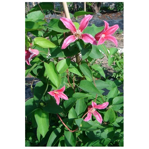 Clematis 'Princess Diana' P9/C1