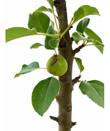 Säulenapfel Green Cats C6