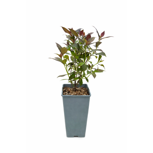 Pracht‑Weigelie Weigela florida ‘Tango’ C2