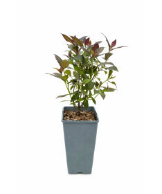 Pracht‑Weigelie Weigela florida ‘Tango’ C2