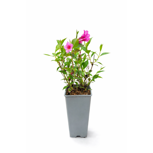 Weigelie Weigela florida ‘Minuet’ C2