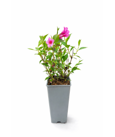 Weigelie Weigela florida ‘Minuet’ C2