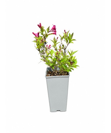 Weigelie Weigela florida ‘Minuet’ C2
