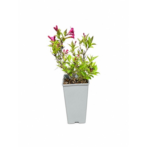 Weigelie Weigela florida ‘Minuet’ C2