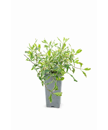 Geißblatt Heckrottii Lonicera heckrottii ‘Variegata’ C2