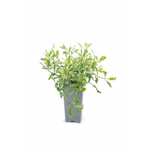 Geißblatt Heckrottii Lonicera heckrottii ‘Variegata’ C2